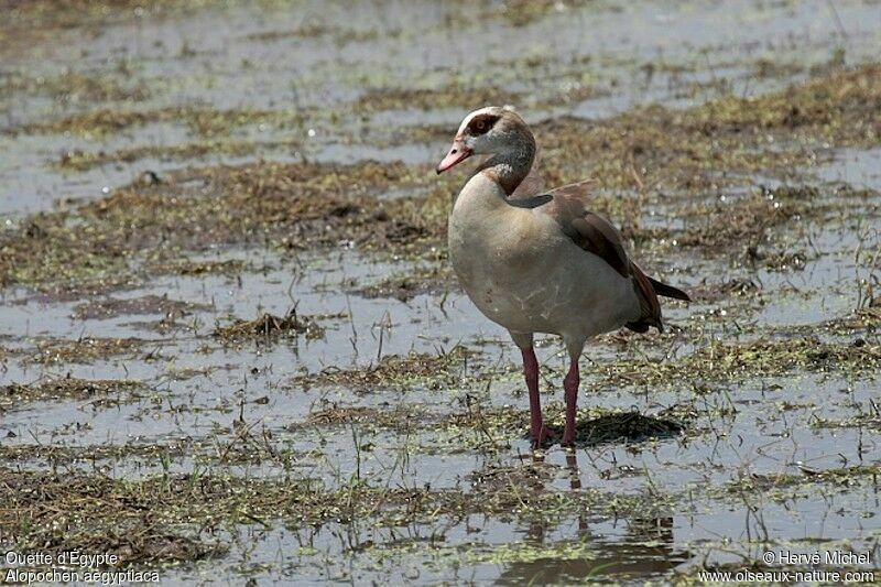 Egyptian Goose male adult