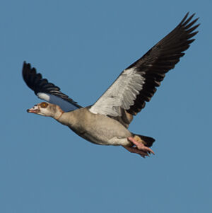 Egyptian Goose