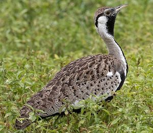 Hartlaub's Bustard