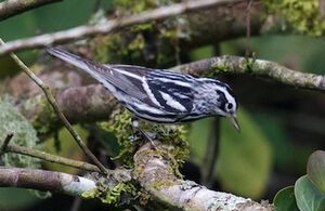Black-and-white Warbler