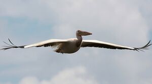 Great White Pelican