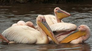 Great White Pelican