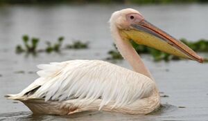 Great White Pelican