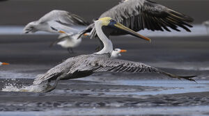 Brown Pelican
