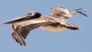 Brown Pelican