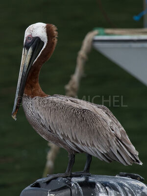 Brown Pelican
