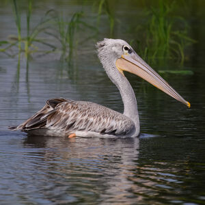 Pink-backed Pelican