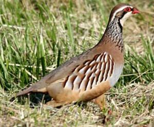Red-legged Partridge 
&copy; Herv� Michel