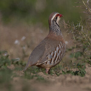 Red-legged Partridge