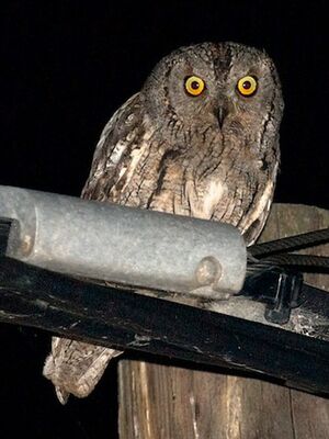 Petit-duc scops 
&copy; Herv� Michel
