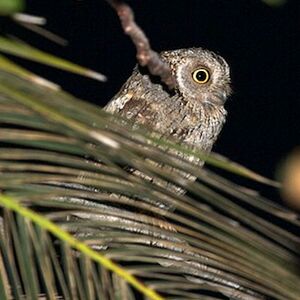 Petit-duc scops 
&copy; Herv� Michel