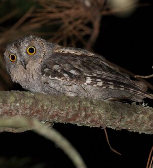 Eurasian Scops Owl