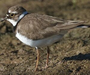 Little Ringed Plover