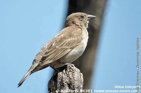 Sahel Bush Sparrowjuvenile