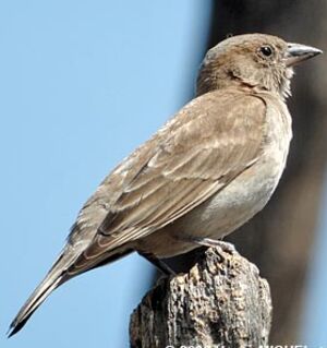 Bush Petronia