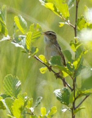 Aquatic Warbler