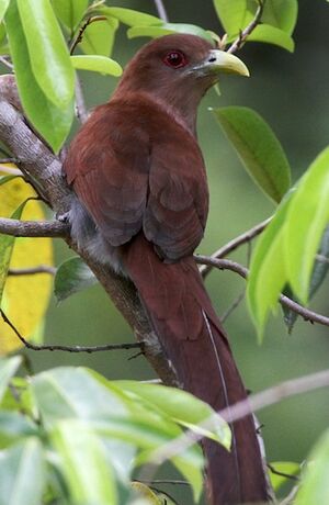 Squirrel Cuckoo