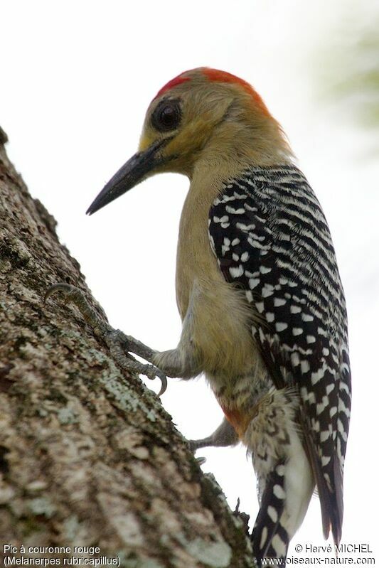 Red-crowned Woodpecker