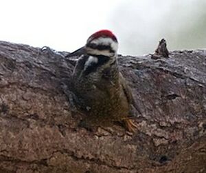 Bearded Woodpecker