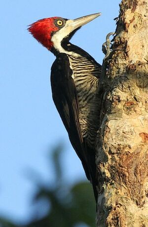 Crimson-crested Woodpecker