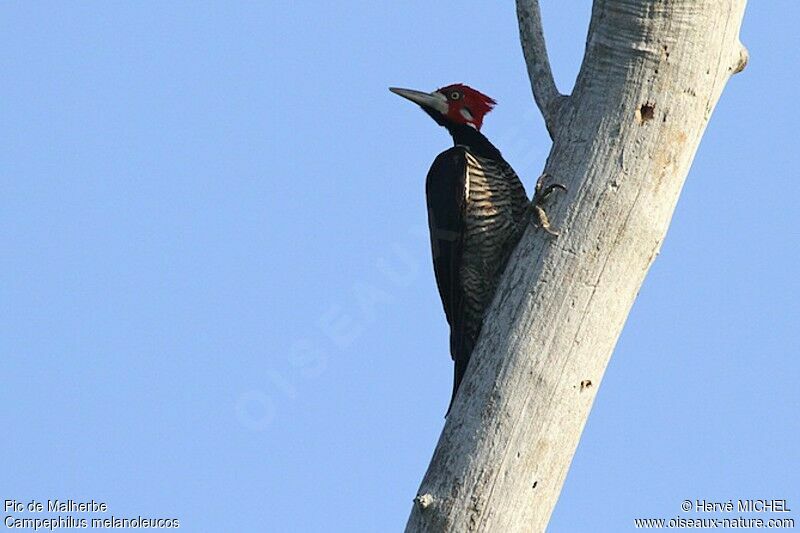 Crimson-crested Woodpecker male adult, identification