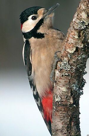 Great Spotted Woodpecker 
&copy; Herv� Michel