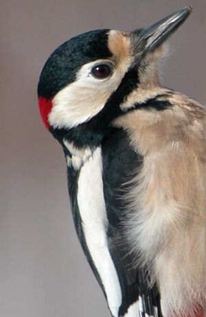 Great Spotted Woodpecker 
&copy; Herv� Michel