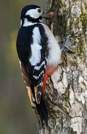 Great Spotted Woodpecker