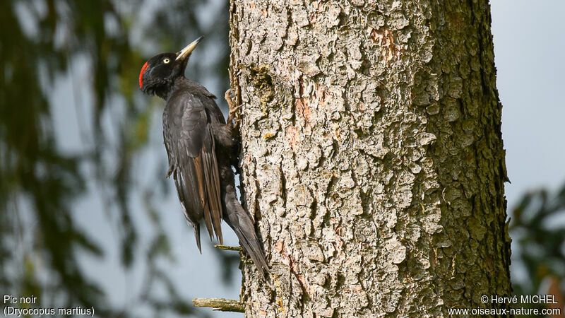 Black Woodpecker female adult