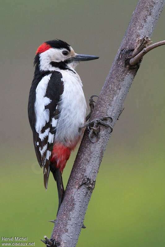 Syrian Woodpecker male adult breeding, identification