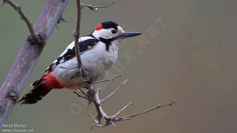 Syrian Woodpecker male adult breeding, pigmentation