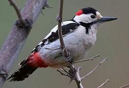 Syrian Woodpecker