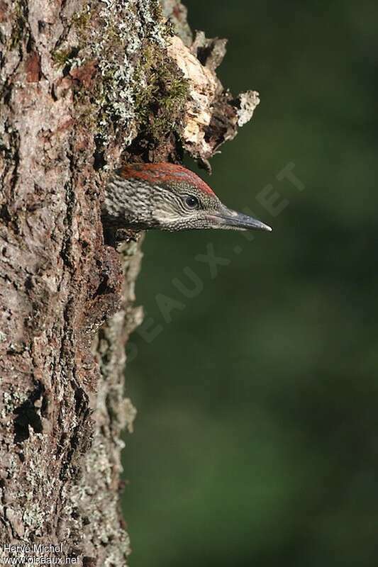 European Green Woodpeckerjuvenile, Reproduction-nesting
