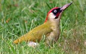 European Green Woodpecker