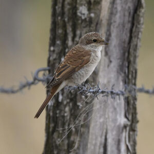 Red-backed Shrike