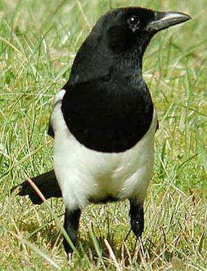 Eurasian Magpie 
&copy; Herv� Michel