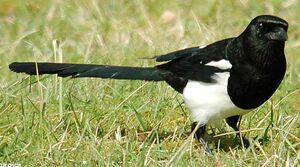 Eurasian Magpie 
&copy; Herv� Michel