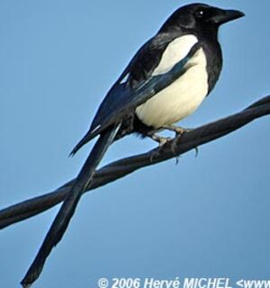 Eurasian Magpie 
&copy; Herv� Michel