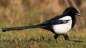 Eurasian Magpie 
&copy; Herv� Michel