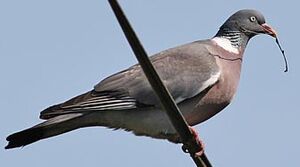 Pigeon ramier