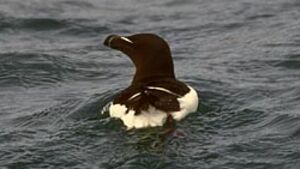 Pingouin torda 
&copy; Herv� Michel