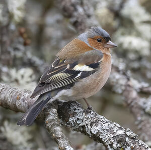 Common Chaffinch