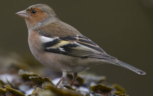 Common Chaffinch