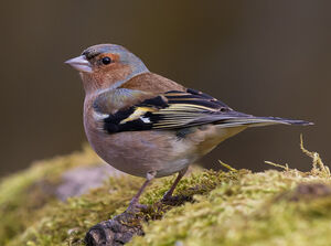 Common Chaffinch