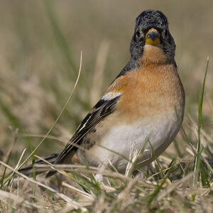 Brambling
