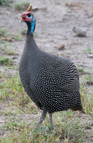 Helmeted Guineafowl