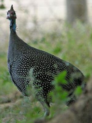 Helmeted Guineafowl