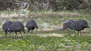 Helmeted Guineafowl