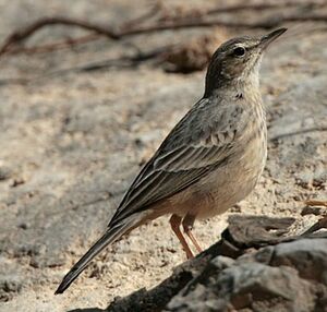 Pipit � long bec