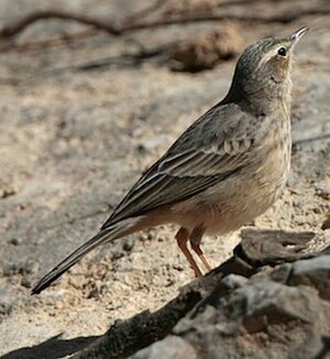 Pipit � long bec